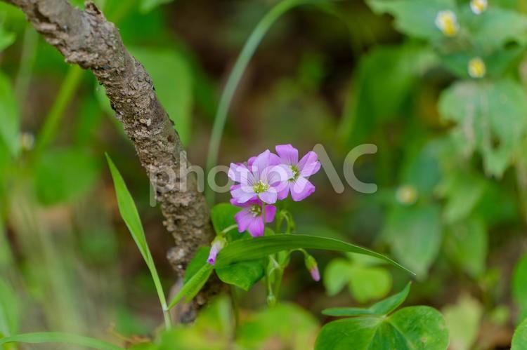 林の中で咲くムラサキカタバミの小花 ムラサキカタバミ,花,ピンクの写真素材