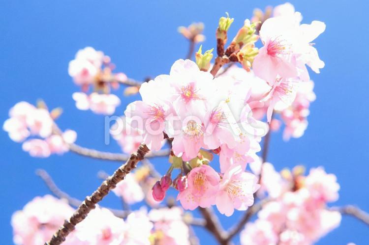 鮮やかな桜　美しい青空 桜,さくら,サクラの写真素材
