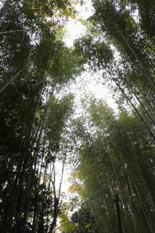 京都嵯峨野の竹林 竹林,竹,嵯峨野の写真素材