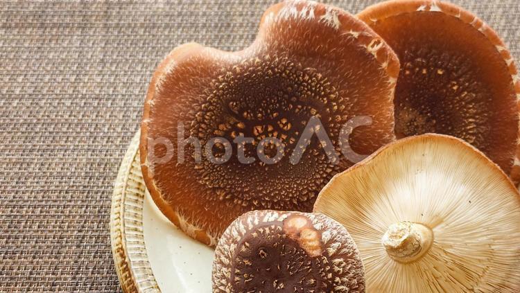 大きくなりすぎた椎茸 秋,きのこ,キノコの写真素材