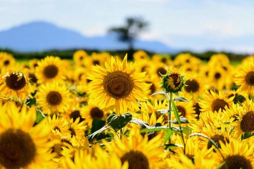 太陽に向かって咲くひまわりの花 太陽に向かって咲くひまわりの花 ひまわり,花畑,夏の写真素材