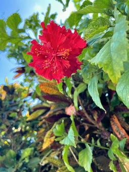 ハイビスカス ハイビスカス,夏,花の写真素材