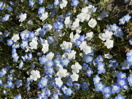 ネモフィラの花畑 ネモフィラの花畑 ネモフィラ,花畑,水色の写真素材
