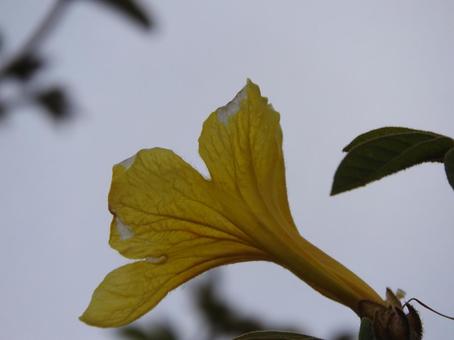 黄色いお花 黄色いお花の写真