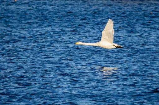オオハクチョウ(113) 鳥,オオハクチョウ,ハクチョウの写真素材