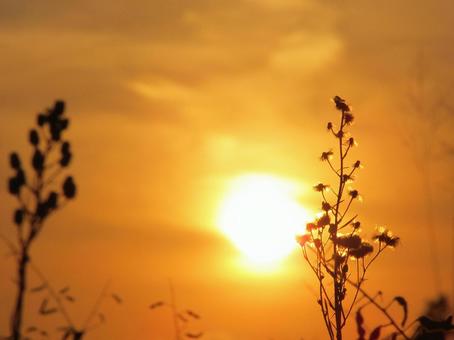 夕日と植物 夕日と植物の写真