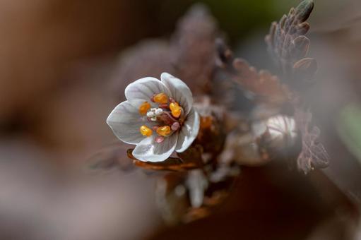 サイコクサバノオの写真