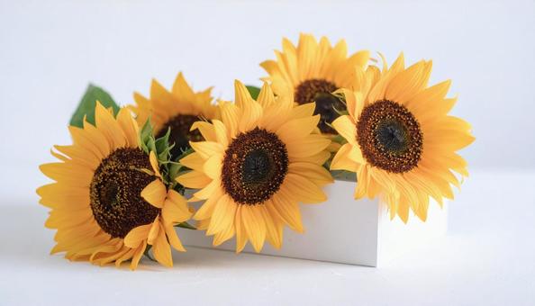 ひまわりの花のアレンジメント ひまわりの花のアレンジメントの写真