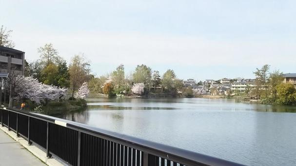 あやめ池の橋 あやめ池,菖蒲上池,あやめ池遊園地跡地の写真素材