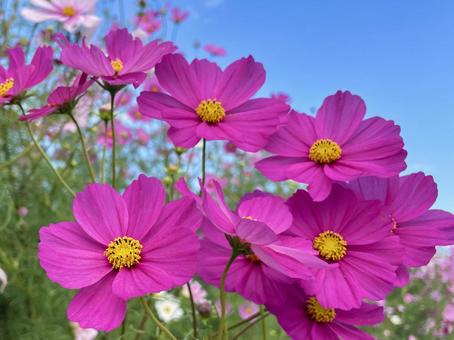 コスモス(秋桜)と青空 コスモス(秋桜)と青空 コスモス,青空,きれいの写真素材