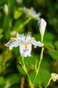 春の庭に咲くシャガの白い花 春の庭に咲くシャガの白い花の写真