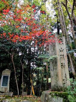Photo, kyoto, chishan temple, autumn leaves, 