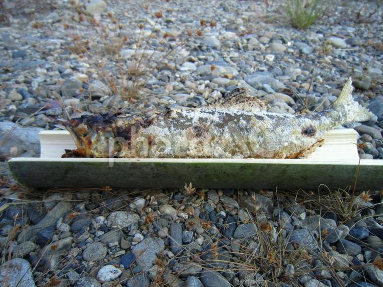 鮎の塩焼き 鮎,あゆ,魚の写真素材
