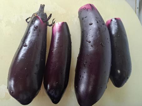 Photo, summer vegetables, eggplant, summer vacation, 