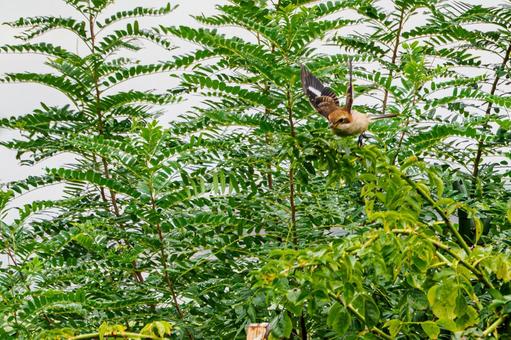 モズの若鳥⑾の写真