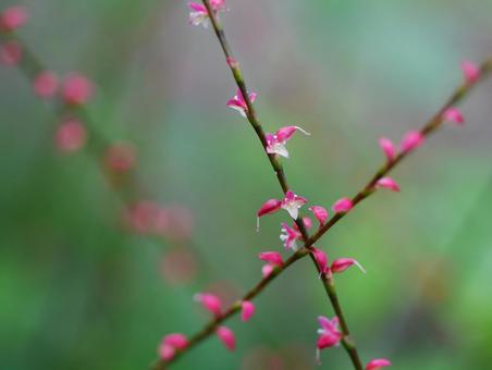 タデ科ミズヒキ属の写真