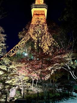 紅葉と東京タワー 紅葉と東京タワー 東京タワー,紅葉,夜景の写真素材