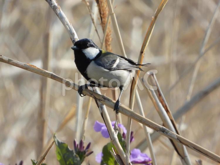 ヨシにつかまるシジュウカラ 鳥,野鳥,シジュウカラの写真素材