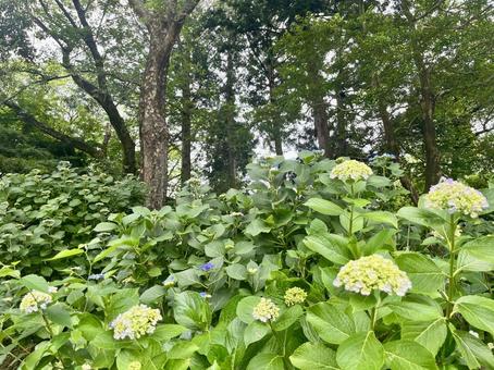 木々とアジサイ 木々とアジサイの写真