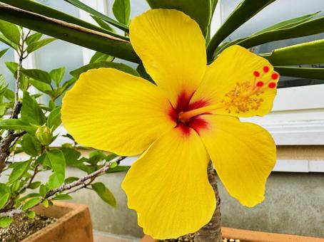 ハイビスカス ハイビスカス ハイビスカス,花,アオイ科の写真素材
