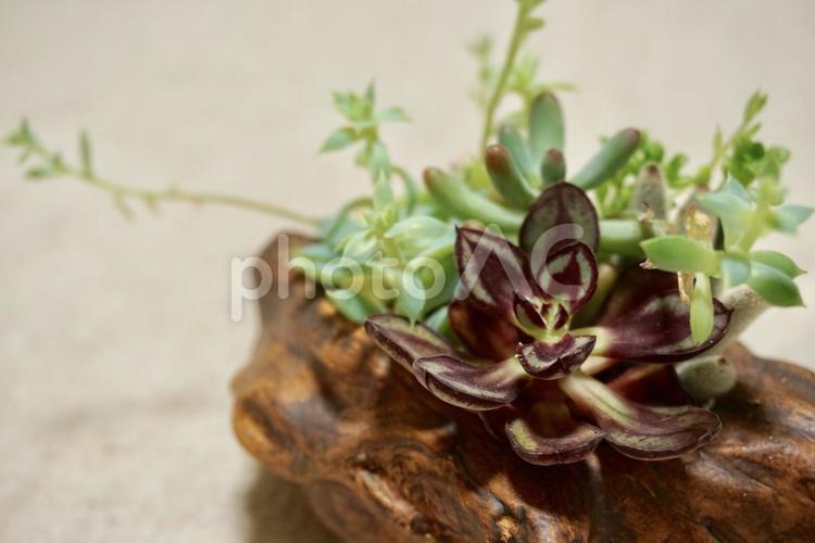 美しい多肉植物の世界 グリーン,インテリア,癒しの写真素材
