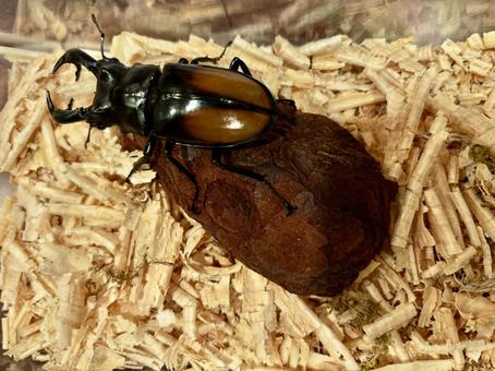 ヘラクレスオオカブト ヘラクレスオオカブト カブトムシ,甲虫,夏の写真素材