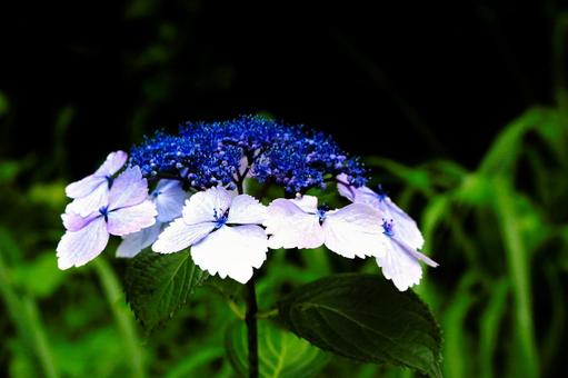 Photo, nishiizu-machi, cape anjo, park, 