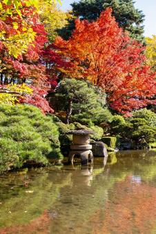 もみじ公園の秋(36) 秋,紅葉,モミジの写真素材