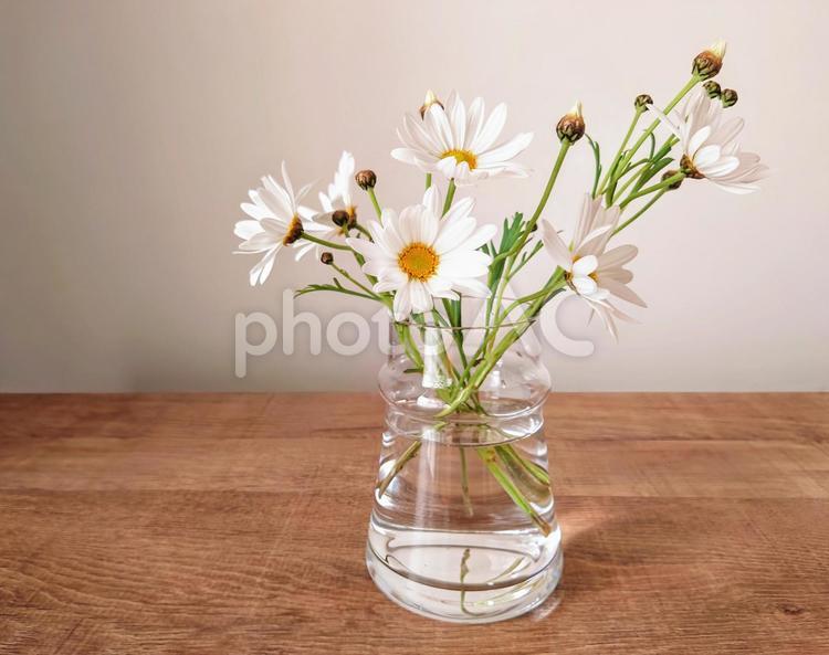 ガラスの花瓶に挿したマーガレット② グリーン,マーガレット,白の写真素材