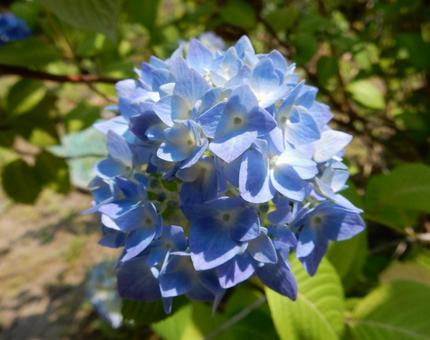 [Flower photo] Hydrangea flower, JPG