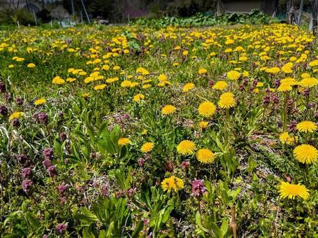 タンポポ 花,春,タンポポの写真素材