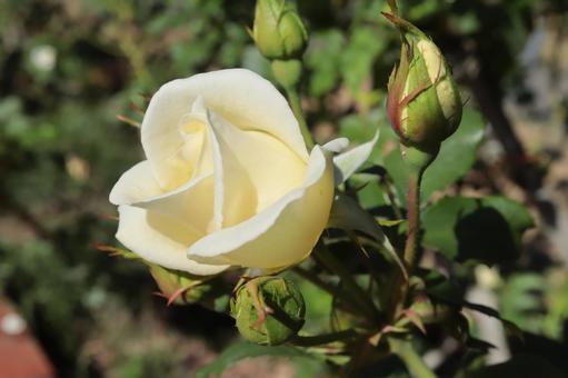 バラ園にて白い薔薇を撮影しました バラ園にて白い薔薇を撮影しましたの写真