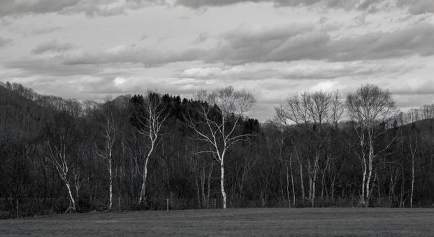 モノクロの世界に佇む標茶町の白樺の林 木立,シラカバ,林の写真素材