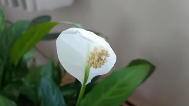 スパティフィラム花に見えるのは苞 スパティフィラム花に見えるのは苞の写真