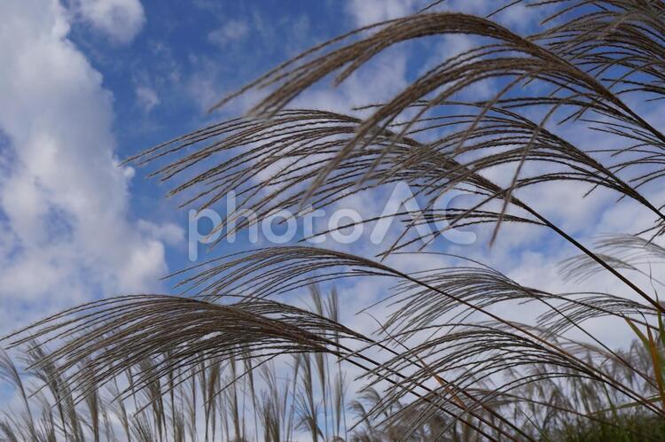 ススキと秋の空（ひたち海浜公園）h ススキ,すすき,薄の写真素材