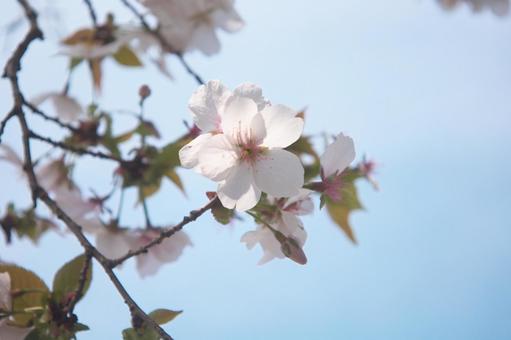 咲き出した桜 春,美しい,植物の写真素材