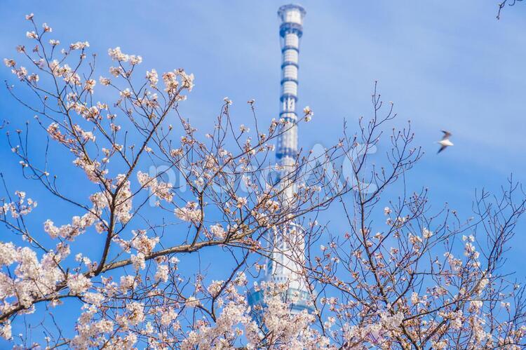 東京スカイツリーと桜 スカイツリー,東京スカイツリー,桜の写真素材