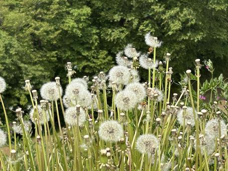 たんぽぽの綿毛 たんぽぽ,綿毛,草花の写真素材