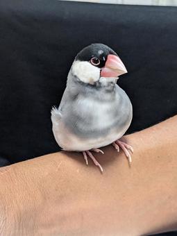 手乗り文鳥 手乗り文鳥の写真