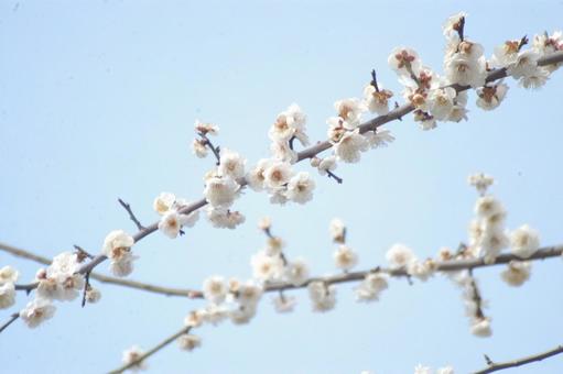 Photo, flower, plum, sky, 