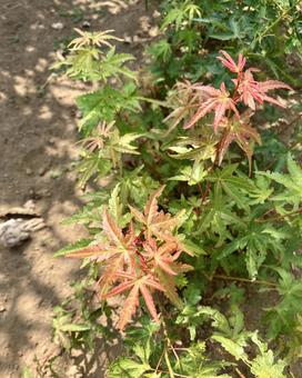 紅葉が少し赤くなりました。 紅葉が少し赤くなりました。の写真