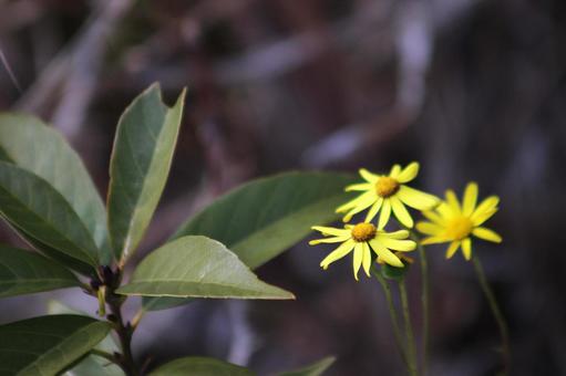 Photo, natural, flower, beautiful, 