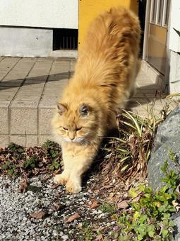 伸びる野良猫 伸びる野良猫の写真