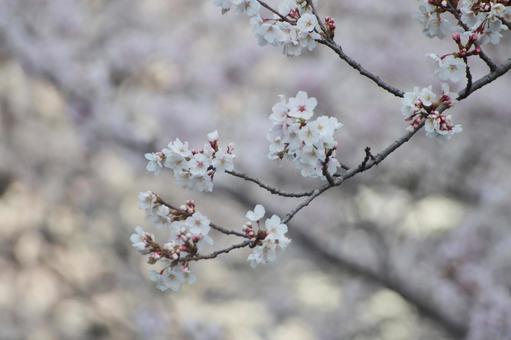 さくら さくら 春,さくら,空の写真素材