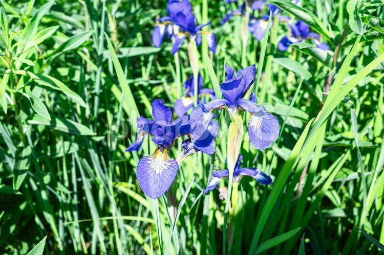 ヒオウギアヤメ ヒオウギアヤメ,アヤメ,自然の写真素材