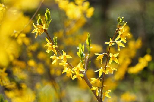 黄色いチョウセンレンギョウの花 黄色いチョウセンレンギョウの花の写真