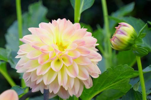 ダリア ダリア ダリア,花,薄いピンクの写真素材