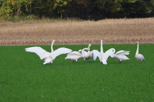 白鳥 白鳥の写真
