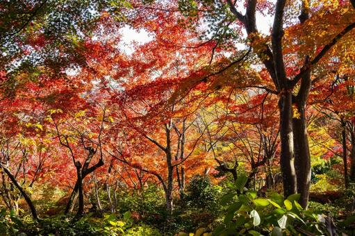 称名寺の紅葉(32) 秋,紅葉,称名寺の写真素材