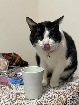 ネコの日常の写真